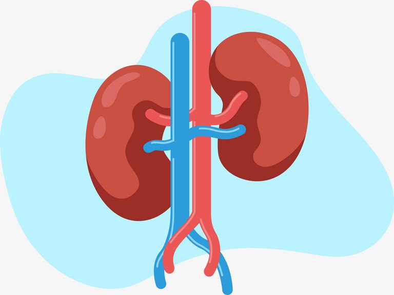 [Translate to Schweiz - deutsch:] Schematics of a human kidney