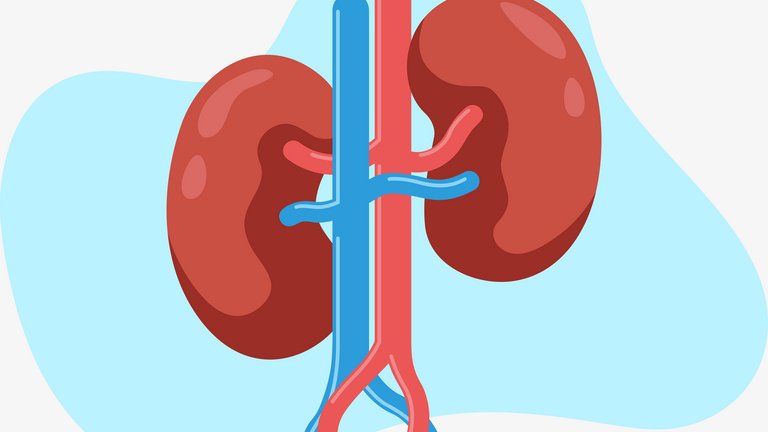 [Translate to Schweiz - deutsch:] Schematics of a human kidney