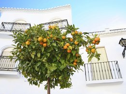 [Translate to Schweiz - deutsch:] Orangenbaum vor einem Haus